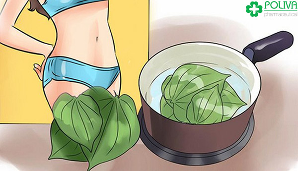 Lá trầu không hỗ trợ chữa viêm âm đạo.