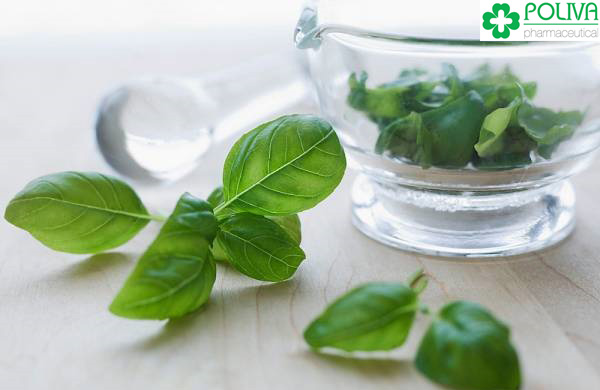 Bài thuốc dân gian chữa viêm âm đạo từ húng quế.