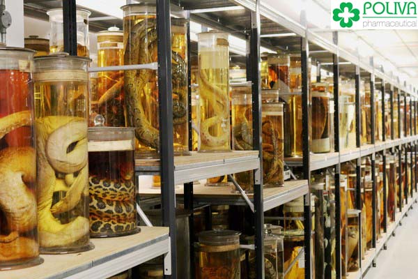 Không phải bất cứ loại rượu thuốc ngâm nào cũng có tác dụng tăng cường sinh lý nam.