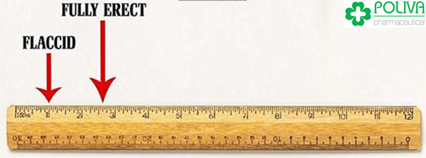 Kích thước của “cậu bé” trung bình từ 7-10 cm khi ở trạng thái bình thường và khi cương cứng sẽ từ 11-16 cm