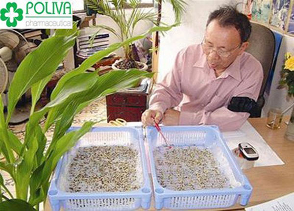 Giáo sư Nguyễn Bá Nam nhận xét rằng bạch tật lê không thu kém bất kì một loại viagra nào.