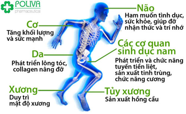 Vai trò của nội tiết tố nam