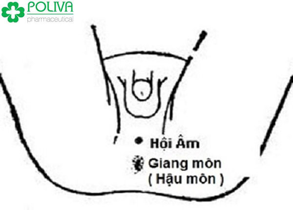 Huyệt hội âm