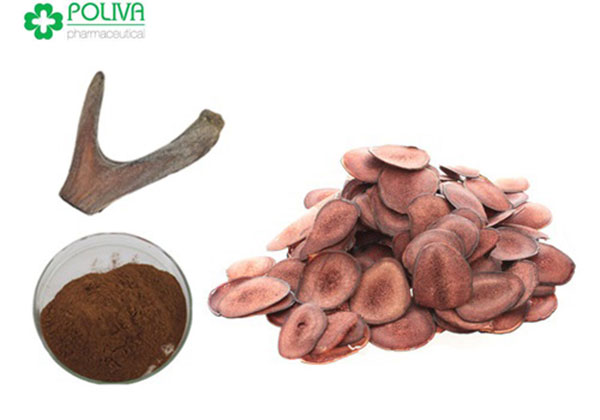 Từ thời xưa, các vị vua chúa để sử dụng nhung hươu để cường tinh, ích khí, chống di tinh mệt mỏi