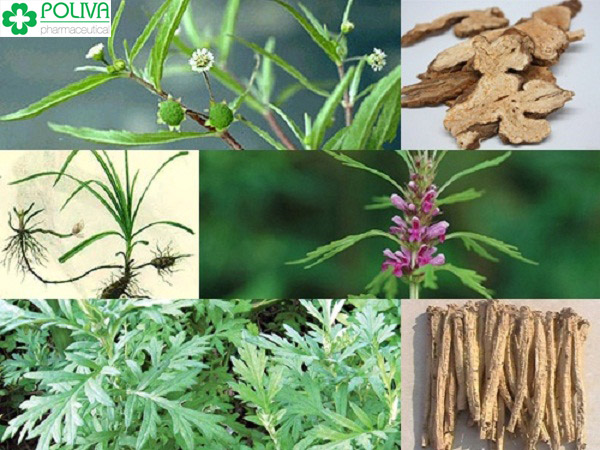 Cây thuốc dân gian giúp trị rong kinh