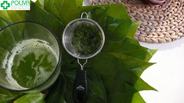 Lá trầu không có tính sát khuẩn mạnh làm giảm sự phát triển của vi khuẩn, nấm