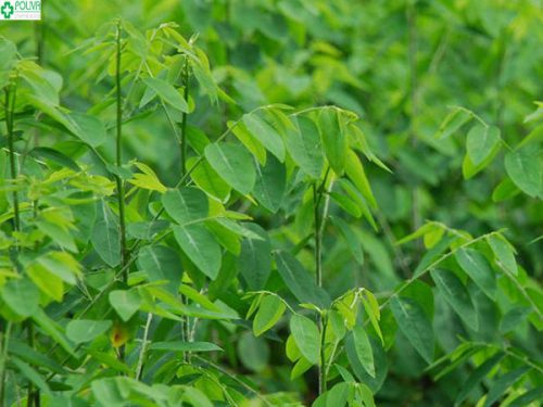 Sự thật ăn rau ngót khi mang thai có bị sảy thai không?