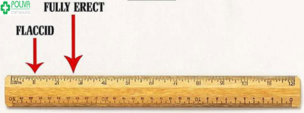 Kích thước của “cậu bé” trung bình từ 7-10 cm khi ở trạng thái bình thường và khi cương cứng sẽ từ 11-16 cm