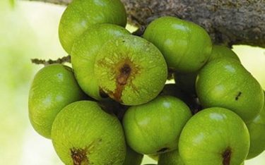 7 loại trái cây ăn càng nhiều yêu càng khỏe