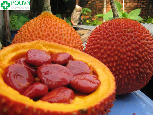 100g màng đỏ của hạt gấc có chứa khoảng 38 mg Beta Carotene