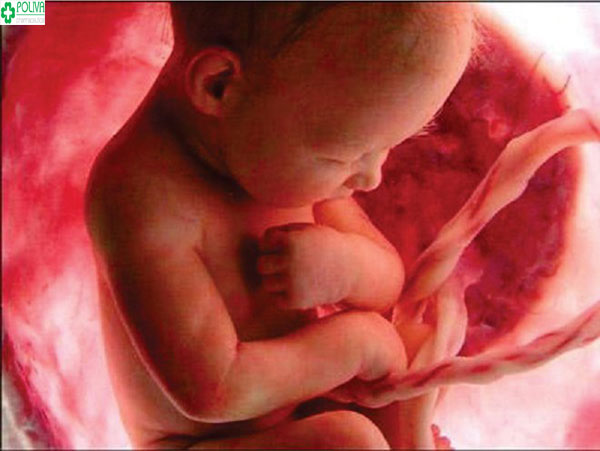 Hiện tượng dây rốn quấn cổ thai nhi không gây biến chứng gì cho mẹ và thai nhi trong bụng