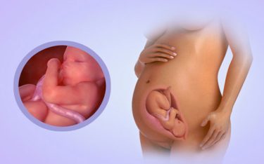Khám phá cử động của thai nhi tuần thứ 7 trong bụng mẹ
