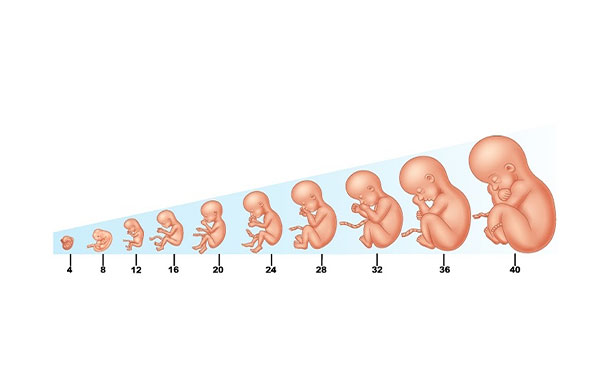 Sự phát triển của thai nhi trong bụng mẹ theo từng tháng tuổi