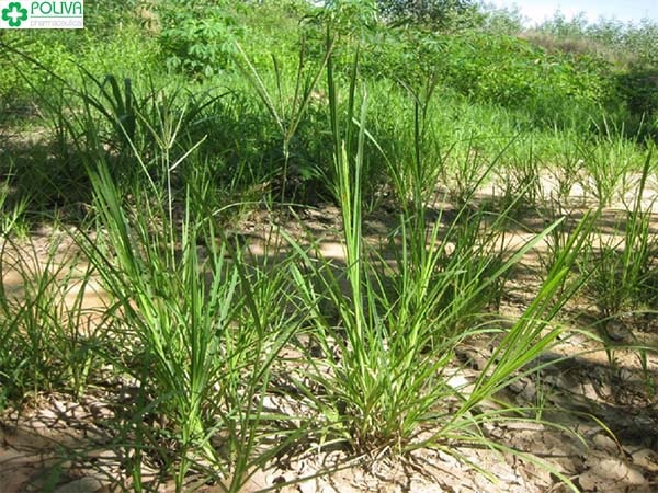 Công dụng của cỏ mần trầu khiến nhiều người bất ngờ