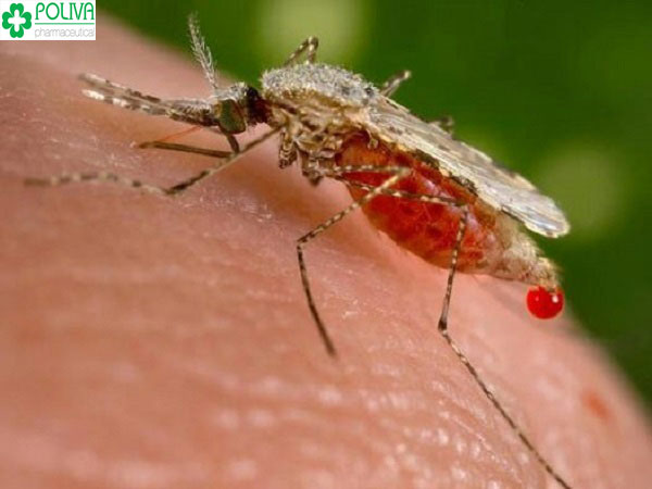 Muỗi không phải là vật trung gian lây bệnh AIDS
