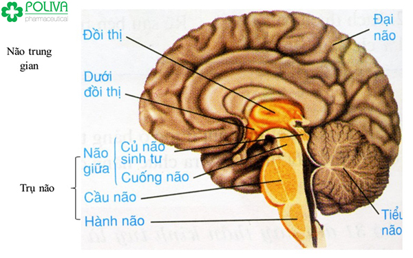 Mô Hình Não Người Giá Tốt T082023  Mua tại Lazadavn
