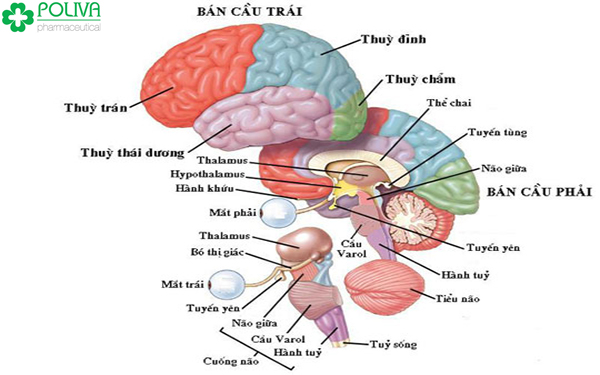 cấu tạo não bộ