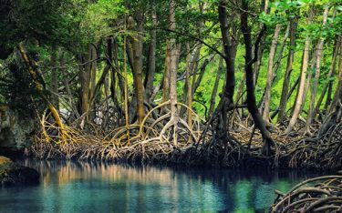 Bí ẩn tại vườn quốc gia Mũi Cà Mau có thể bạn chưa biết