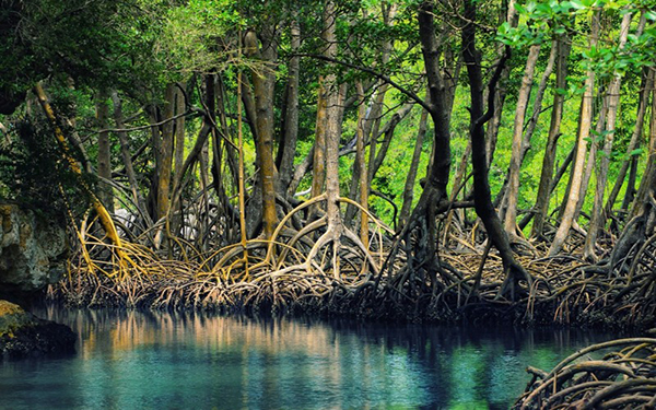 Bí ẩn tại vườn quốc gia Mũi Cà Mau có thể bạn chưa biết