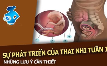Thai 11 tuần: Dấu hiệu thai 11 tuần khỏe mạnh, phát triển tốt