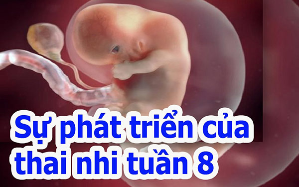 Thai 8 tuần: Thai nhi 8 tuần tuổi phát triển như thế nào?