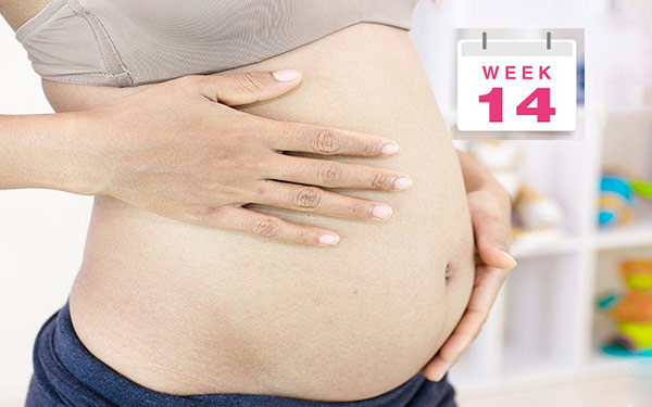 Thai 14 tuần phát triển như thế nào? Cách dưỡng thai 14 tuần tuổi