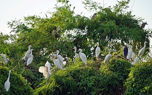 Khám phá Đảo Cò Chi Lăng Nam – Vẻ đẹp yên bình mê hoặc lòng người