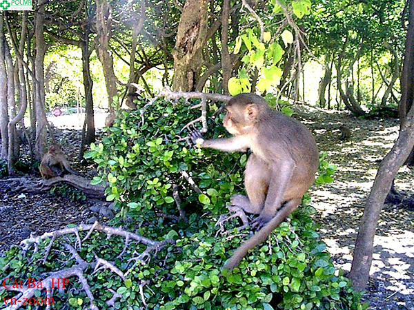 Những chú khỉ đáng yêu mà bạn có thể bắt gặp trên đảo
