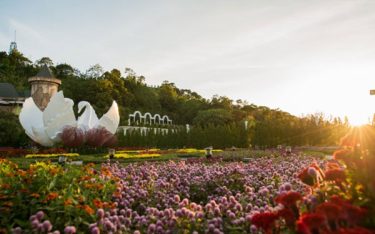 Đẹp “hút hồn” làng hoa tình yêu trên đất Đà Nẵng
