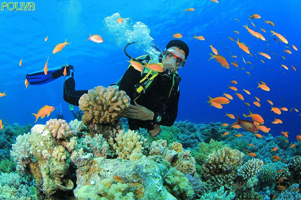 Lặn ngắm san hô là hoạt động giải trí hấp dẫn.