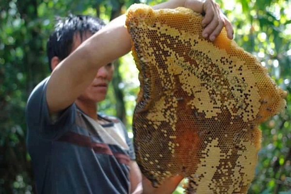 Mật ong được lấy từ trong rừng sâu