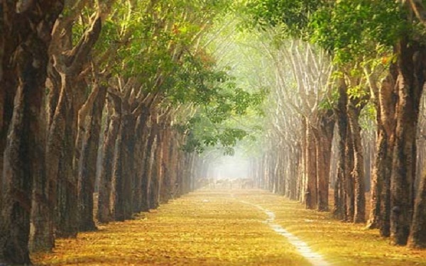 Ngất ngây trước vẻ đẹp của rừng cao su Bình Phước