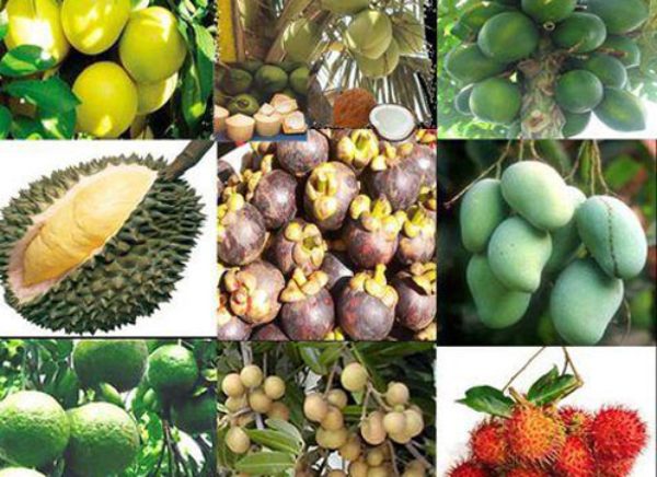 Đa dạng các loại trái cây tại làng du lịch