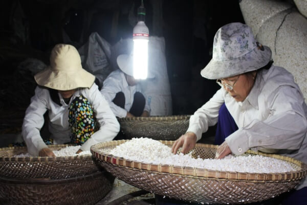 Chọn loại nếp ngon thì mới cho ra những mẻ bánh thơm ngon nhất