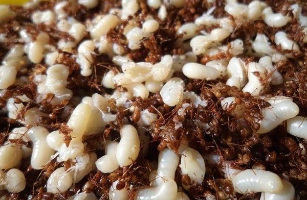 Một trong những nguyên liệu quan trọng nhất - kiến vàng và trứng kiến vàng