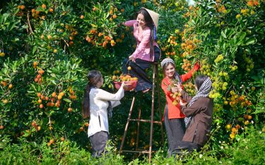 Review vườn trái cây 9 hồng – Điểm đến lý tưởng cho du khách