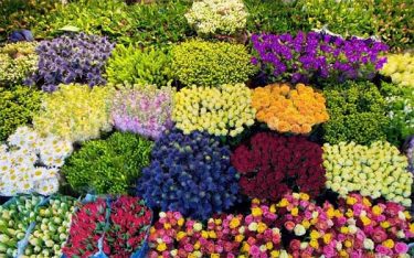 Kinh doanh hoa tươi – Kiếm được lợi nhuận siêu khổng lồ