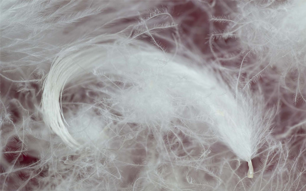 Chăn lông vũ Poliva được làm từ 100% lông vũ tự nhiên