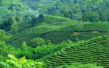 Suối Giàng – Kinh nghiệm du lịch ” Đệ nhất kỳ quan trà Việt Nam”