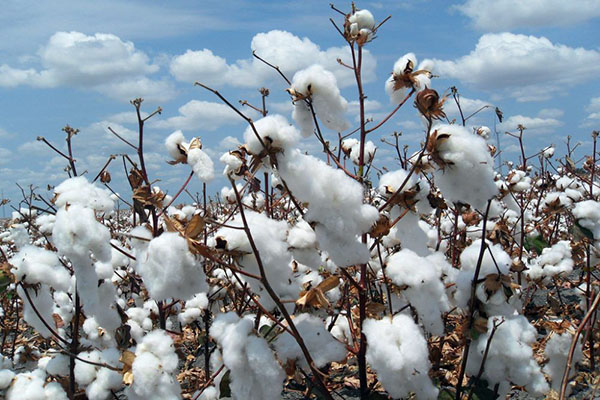 Chất liệu cotton được cấu thành bởi sợi bông và hóa chất chuyên dụng