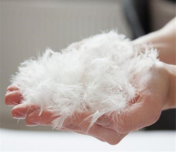 Ruột gối lông vũ được làm từ lông của các loài thủy cầm