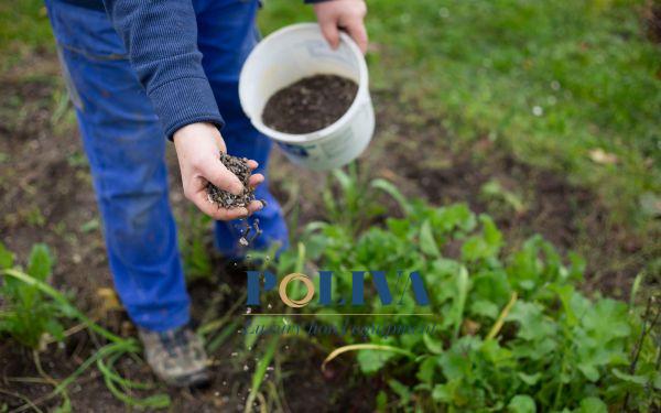 Nâng cao chất lượng cây trồng thay vì sử dụng phân hóa học