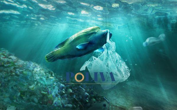 Rác thải nhựa trên biển gây hại cho các sinh vật biển 